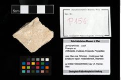Foto (Objekt + Etikett) von Prosopon sp.  (NHMW-GEO-2014-0194-0156)
